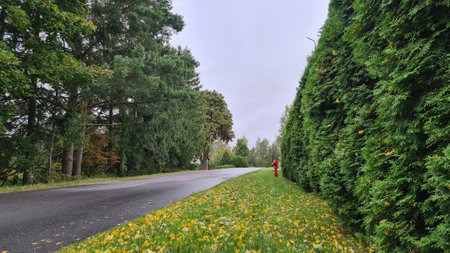 Road in the park with yellow flowers and green trees in the backgroundの写真素材