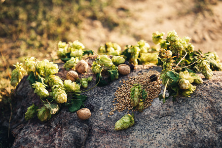 Still life of hops, wheat seeds, walnuts, dates on granite stone. Backlight.の写真素材