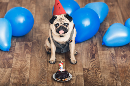 Puppy pug on birthday with a hat, blue balls and a cakeの写真素材