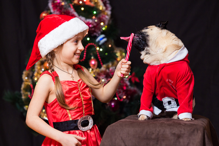 A girl in Santa Claus costume gives a pug to lick a candy cane near the treeの写真素材