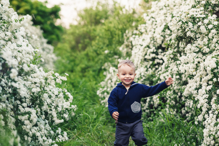 little boy runs happily in park between spirea bushesの写真素材