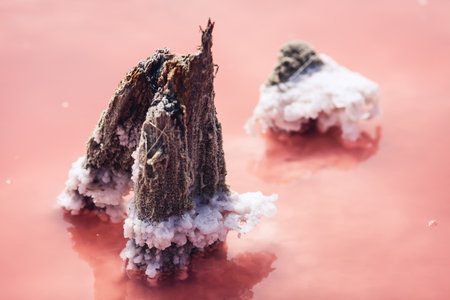 Wooden piles sticking out from pink lake of salt plantの写真素材