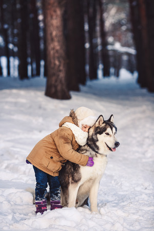 Funny little girl hugging her big Malamute dog in winter in the forest. Concept of friendship of man and dog. The concept of winter holidays. Photo with background blurの写真素材