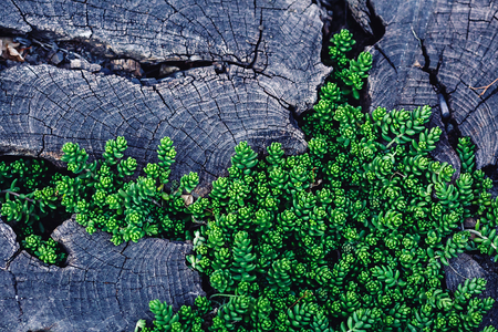 Background young green grass growing in the cracks of the old wooden stump