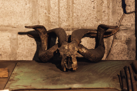 on the table lie the horns of a cow and a goatの写真素材