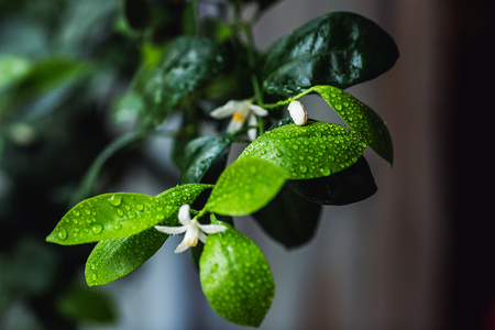 closeup photo flowering branch of calamondinの写真素材