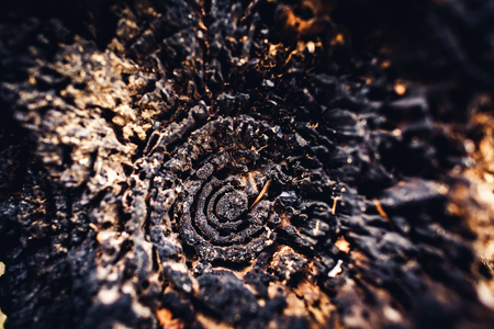 Scorched Ringed Old Wood Textureの写真素材