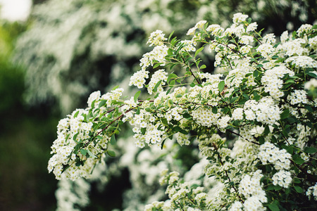 Wonderful spring. background white flowers spirea closeup