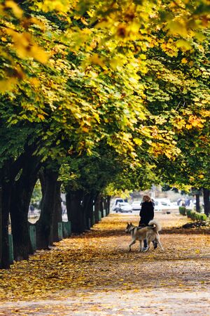 Beautiful autumn background. alley of old maples with yellow leaves.の写真素材