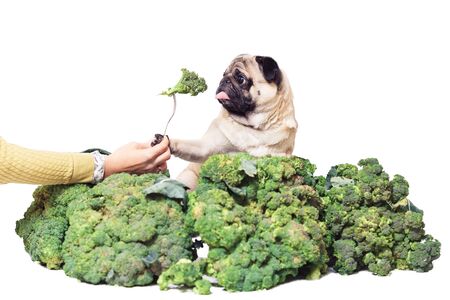 pug is sitting in big heap of broccoli and is holding paw of fork with broccoli. Healthy eating concept. vegan dog. isolated on whiteの写真素材