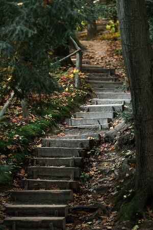 Old wooden staircase in the forest