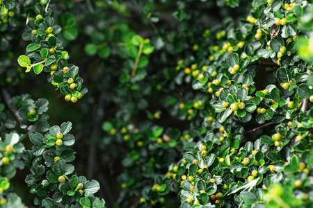 close-up of cotoneaster branch with green berries.
