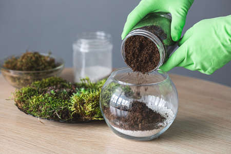 Transplanting succulents at home. laying a layer of peat.の写真素材