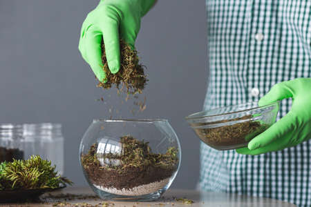 Transplanting succulents at home. laying a layer of dry moss.の写真素材