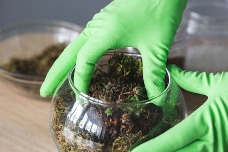 Transplanting succulents at home. hands in gloves lay succulents in a vaseの写真素材