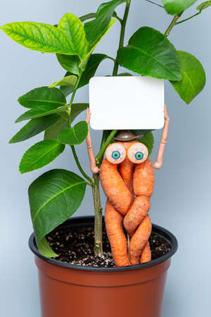 funny carrot with hands, eyes and hat. carrots are standing in a pot with a houseplant and holding blank sign.の写真素材