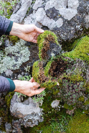 close-up of a mans hands tearing moss from stones in the forestの写真素材
