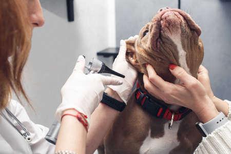 Veterinarian examines dog's ear with otoscope at veterinary clinic.の写真素材