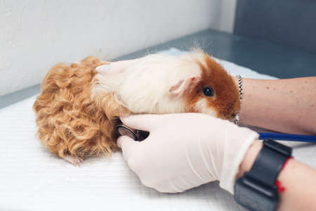 closeup veterinarian with stethoscope listening to guinea pig.の写真素材