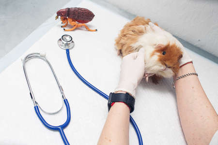 closeup veterinarian examining a guinea pig.の写真素材