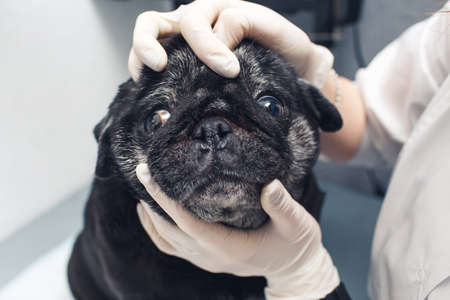 veterinarian in the clinic examines the pug's nose. Care and hygiene of folds and nose in flat-faced dogs.の写真素材