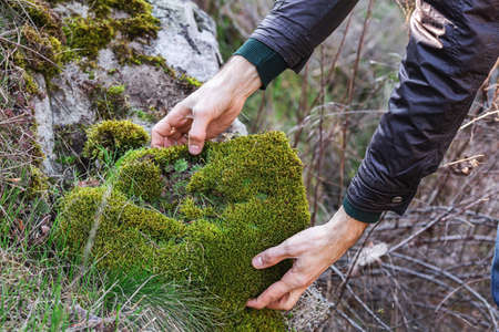 close-up man opens moss from a cliff.の写真素材