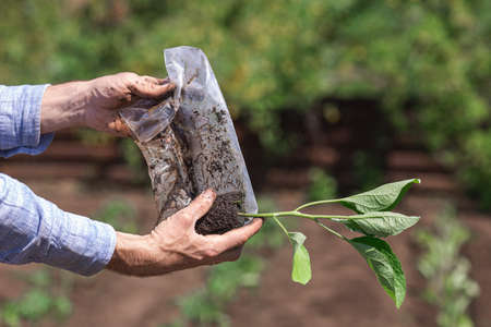 close-up of a gardener pulls out an eggplant sprout from a plastic wrap.