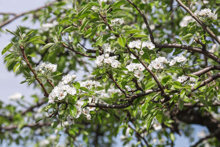 Branches of blossoming pears against the blue sky