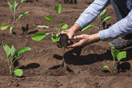 closeup gardener planting eggplant in the vegetable garden.の写真素材