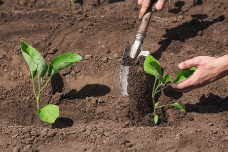 closeup gardener planting eggplant in the vegetable garden. Plant the seedling with a shovel.の写真素材