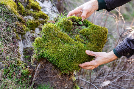 close-up man opens moss from a cliff.の写真素材