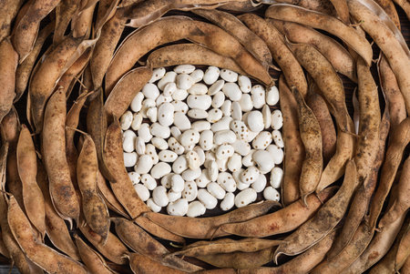 Beans damaged by bean weevil. The concept of poor quality beans, pests eating the crop. Bean...