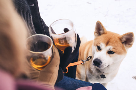 akita dog watching owners drink alcoholic beverages outdoors in winter.の写真素材