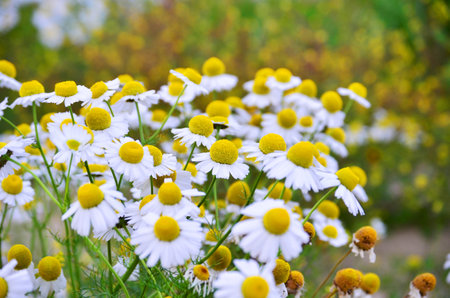 Plants of the tundra of the far North of Russia, chamomile in July.の写真素材