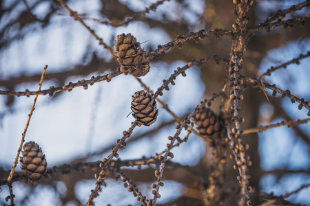 fir cones in winter forest tree seedsの写真素材