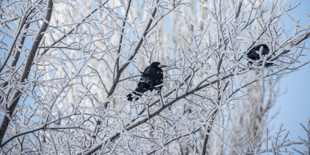 Black Raven on tree branch in winter in the cold, waiting for preyの写真素材