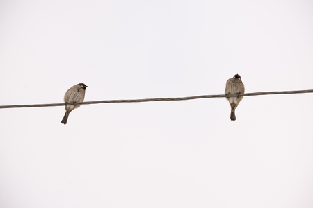 the sparrows sitting on electric wires in winterのeditorial素材