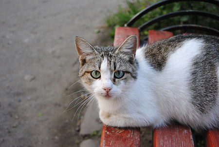 A lone cat sitting on the bench, looks you in the eye