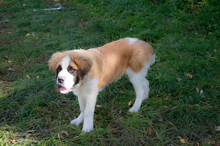 Saint Bernard puppy playing in the summer outside , on green grass, good dog, cute doggyの写真素材