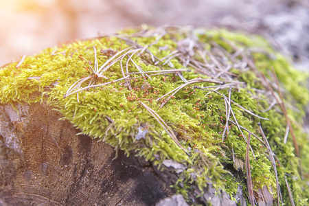 green moss on a tree in the forest, to determine the sides of light and the North and the windの写真素材