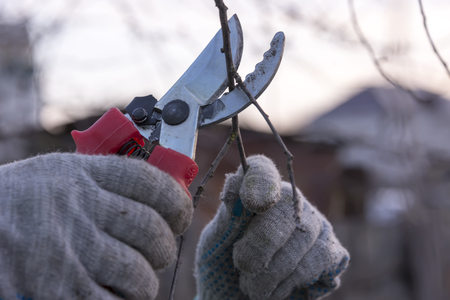 Scissors cut off a tree branch, hands in working gloves, cleaning of treesの写真素材