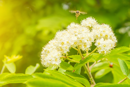bee collects nectar from flower selective focus, green grass, medicinal honey conceptの写真素材