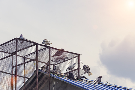 pigeons sit on the roof of the dovecotesの写真素材