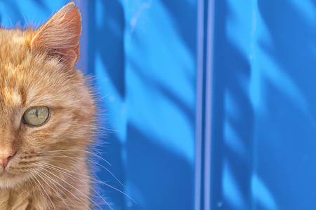 a homeless red cat sits on a blue fence background, a tired look of a hungry animalの写真素材