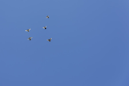 pigeons fly high in the sky, soaring in the clouds