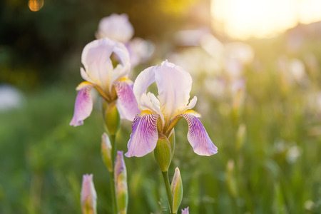 lilac flowers on a green meadow, in the evening sun, at sunriseの写真素材