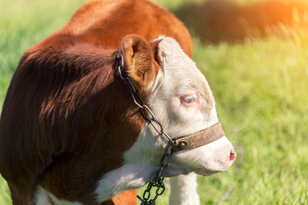 a motley calf eats green grass on a meadow, in summer weather under the sunの写真素材