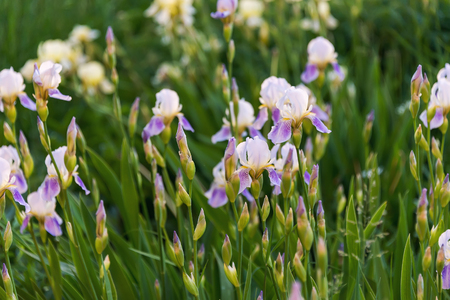 lilac flowers on a green meadow, in the evening sun, at sunriseの写真素材