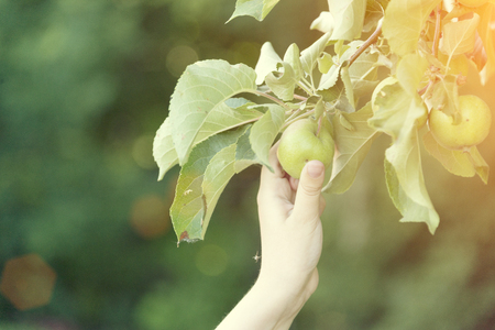 Hands stretch to unripe green apples, weighing on the branches of a tree in the gardenの写真素材
