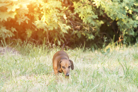hunting dog dachshund, Basset walks along the grass in the street in the parkの写真素材